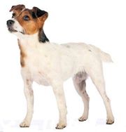 jack_the_russel