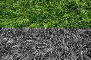 grass_in_monochrome
