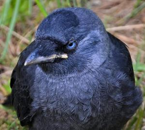 jackdaw