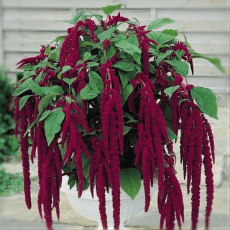 Love Lies Bleeding